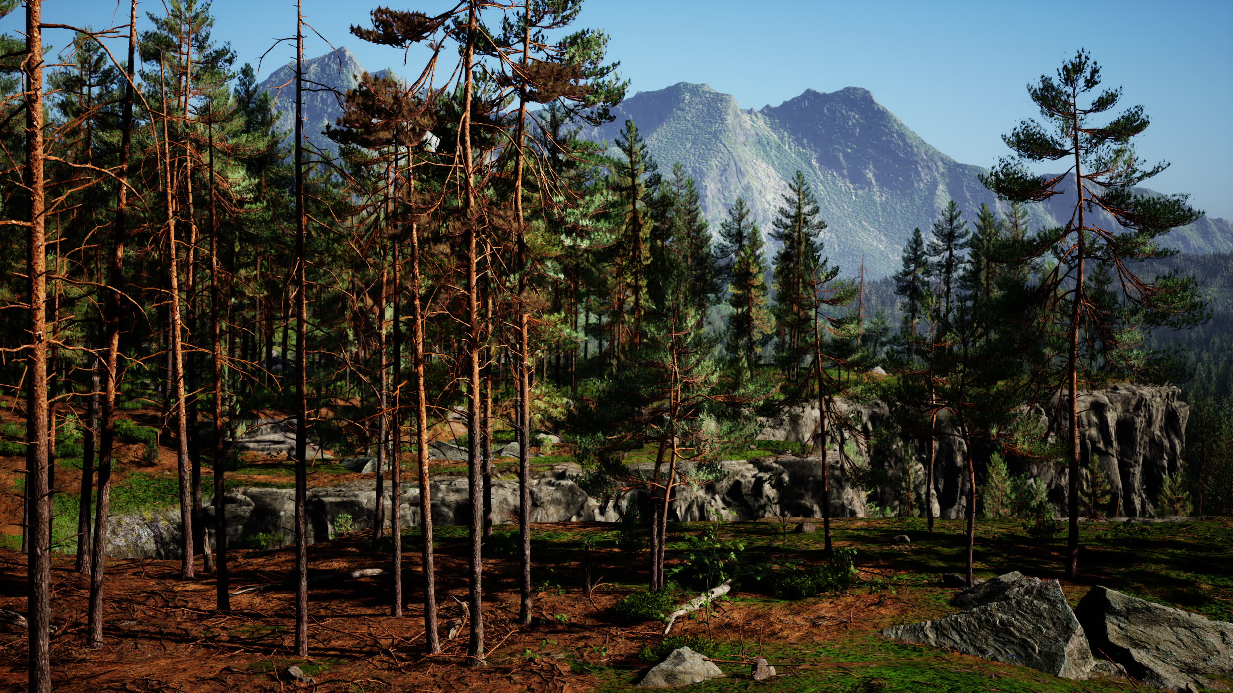 Wild pine trees at dawn during sunrise in a beautiful alpine forest 5636241 Stock Video at Vecteezy