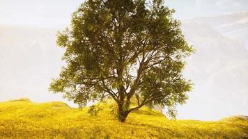 champ de printemps avec arbre isolé video