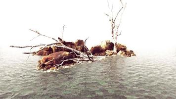 beautiful sea rocks and dead trees in a sea of light Twilight photo