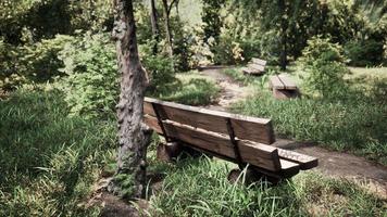 Wooden bench in nature by the tree photo