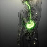 examen de radiología del estómago humano foto