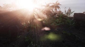 increíble vista del bosque verde tropical con destellos de sol en la mañana. video