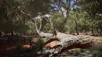 red sand bush with trees video