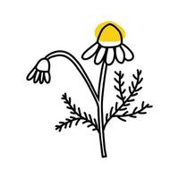 Chamomile in cartoon doodle style. Linear ink vector illustartion of wild flower daisy isolated on white background