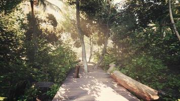 Wooden path track from planks in forest park video