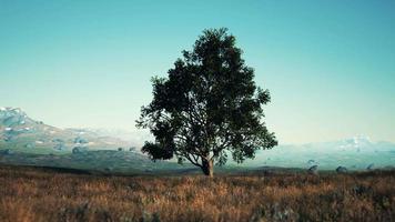 iconic oak tree casts a long shadow into a golden hill video