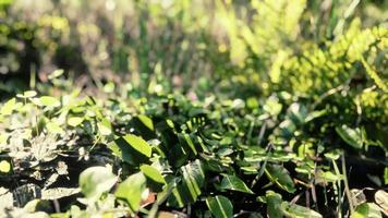 primer plano de una planta en la selva tropical video