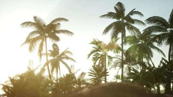palmeiras de coco silhueta ao pôr do sol