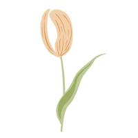 Stylized Tulip pink isolated on white background.Spring flower in doodle style for any purpose. vector