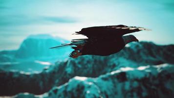 slow motion american bald eagle in flight over alaskan mountains video