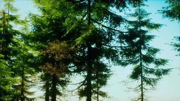 gröna kotteträd i starkt solljus video