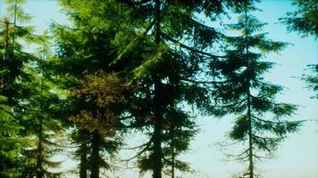 arbres à cônes verts dans la lumière du soleil video