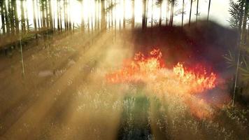 vinden blåser på ett flammande bambuträd under en skogsbrand video