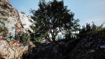 grand arbre avec des formations rocheuses à flanc de montagne video