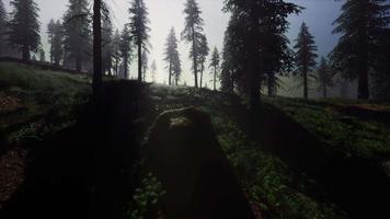 8k misty carpathian spruce forest at night