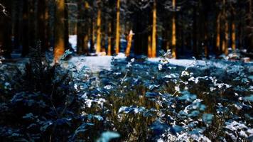 snow covered conifer forest at sunny day video