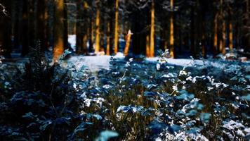 floresta de coníferas coberta de neve em dia ensolarado video