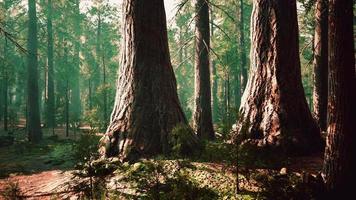 secuoyas gigantes en el bosque gigante del parque nacional de secuoyas video
