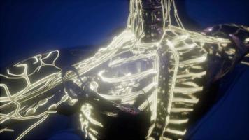 Human Body with Glow Blood Vessels video