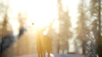 fier noble cerf mâle dans la forêt de neige d'hiver video