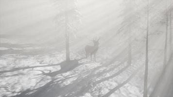 orgulloso macho de ciervo noble en el bosque de nieve de invierno video