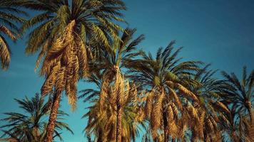 Palmen am blauen Himmelshintergrund video