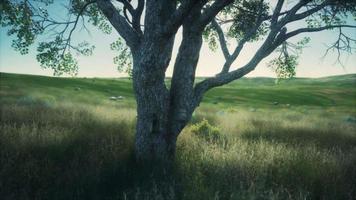 stort träd på den afrikanska savannen i serengeti nationalpark i tanzania video