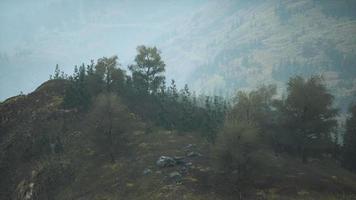 small green trees on hills in fog video