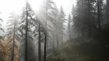 8K Forest in Autumn Morning Mist video