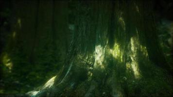 beautiful green moss on the floor and trees video