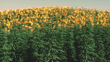 Canabis vert sur la ferme de champs de marihuana video