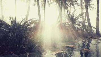 coconut palms in deep morning fog video