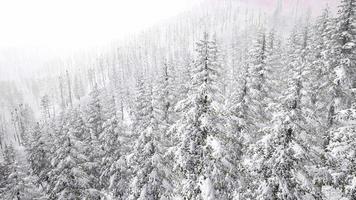 paysage aérien d'arbres couverts de neige video