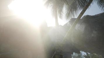 Big Palms in Stone Cave with Rays of Sunlight video