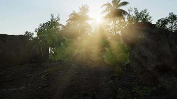 Sonnenuntergang strahlt durch Palmen video
