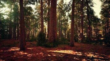 gammal skog mariposa grove i Yosemite nationalpark i Kalifornien video