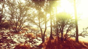 big pine trees growing from rocky outcropping in the mountains video