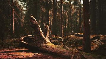 famous big sequoia trees are standing in Sequoia National Park video