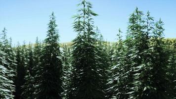 Field of industrial hemp cannabis in the evening sun video