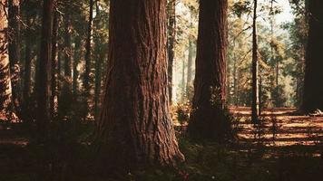 giant sequoias in the giant forest grove in the Sequoia National Park video