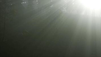 Coniferous Forest Backlit by the Fising Sun on a misty video