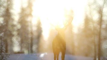 macho de cervo nobre orgulhoso na floresta de neve de inverno video