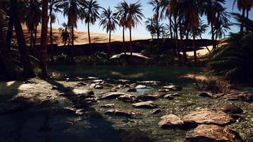 le palme fioriscono intorno a una pozza d'acqua in un parco nel deserto delle palme video