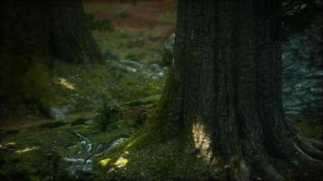 racines d'arbres et soleil dans une forêt verte avec de la mousse video