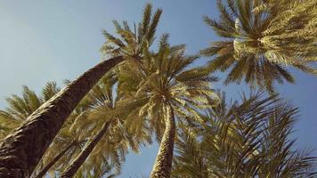 Exotic tropical palm trees at summer view from bottom up to the sky video