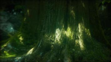 beautiful green moss on the floor and trees video