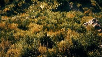 Beach dunes with long grass video