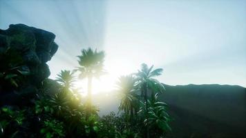 paesaggio di montagna e campo con palme video