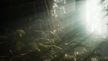 ochtend met mist in sequoia nationaal park video