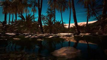 Green oasis with pond in Sahara desert video